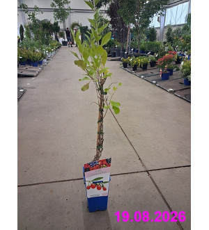 Lycium barbarum 'Instant Success' RP 1,6 L